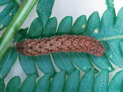 dorsal view of larva Phlogophora iris on Osmunda cinnamomea in USA: NY