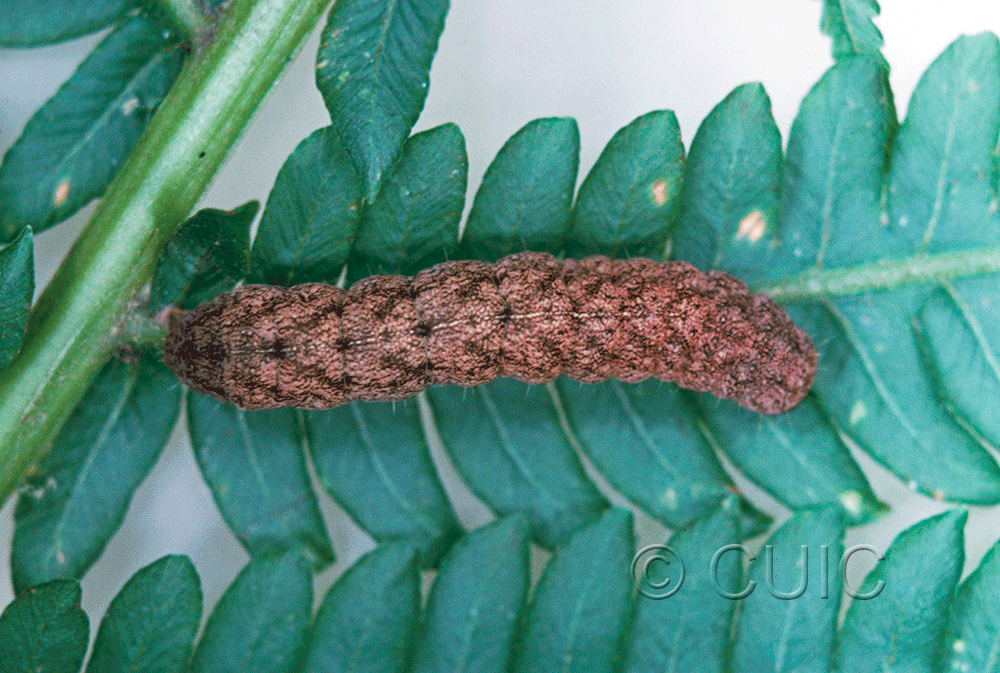 dorsal view of larva Phlogophora iris on Osmunda cinnamomea in USA: NY