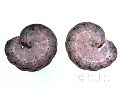 lateral view of larva Phlogophora iris on Osmunda cinnamomea in USA: NY