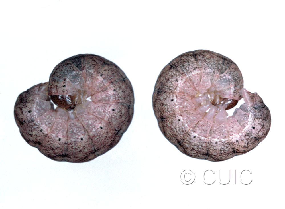 lateral view of larva Phlogophora iris on Osmunda cinnamomea in USA: NY