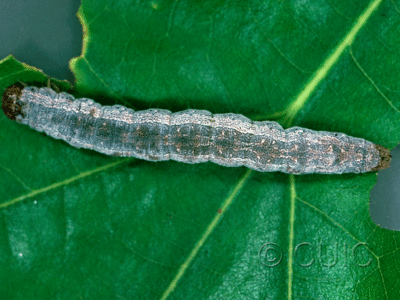 dorsal view of larva Phoberia on Quercus in USA: NY