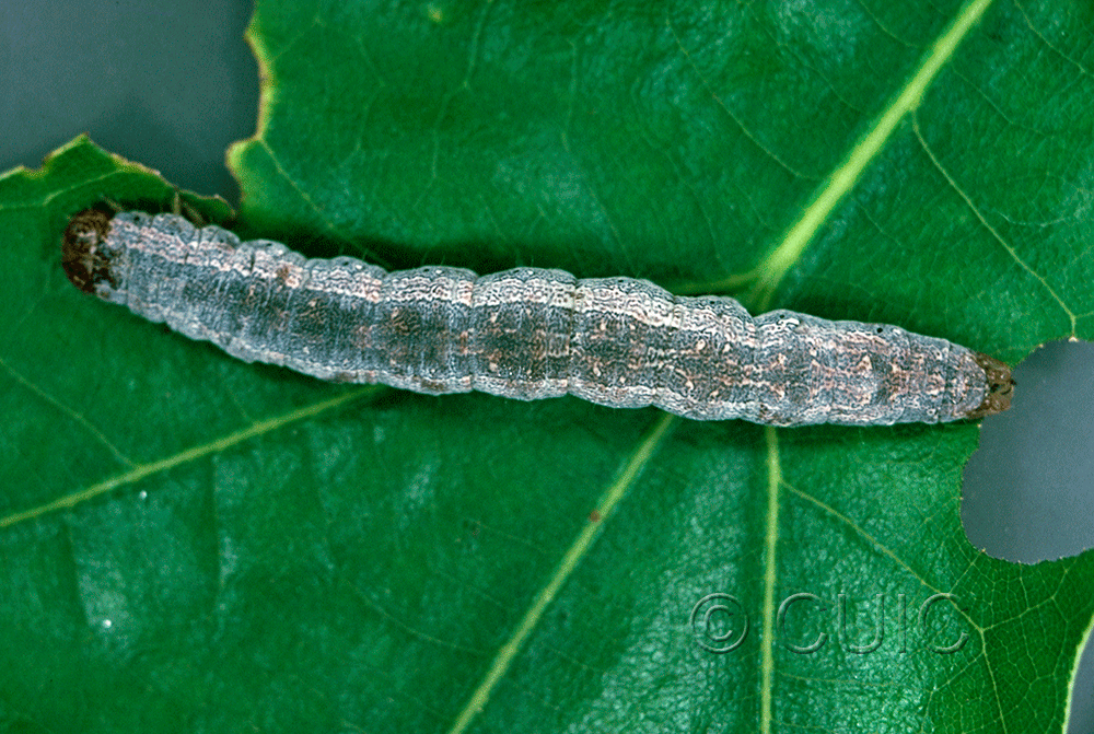 dorsal view of larva Phoberia on Quercus in USA: NY