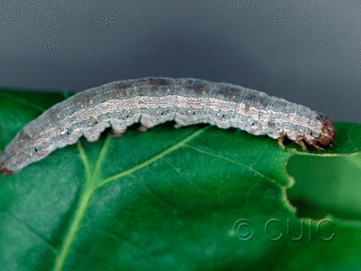 lateral view of larva Phoberia on Quercus in USA: NY