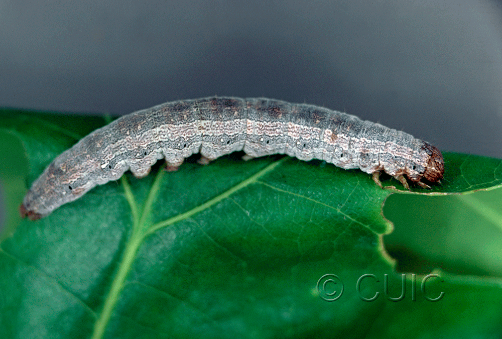 lateral view of larva Phoberia on Quercus in USA: NY