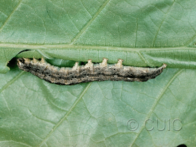 lateral view of larva Phoberia atomanis