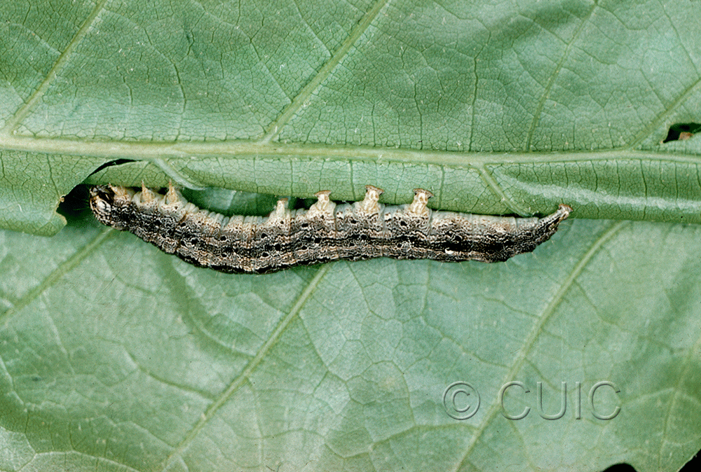 lateral view of larva Phoberia atomanis