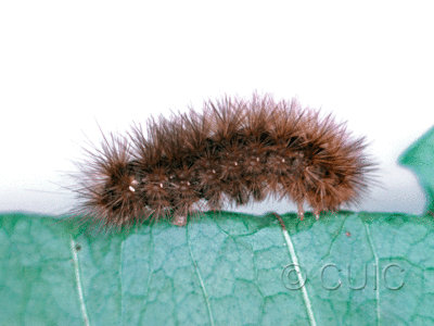 lateral view of larva Phragmatobia fuliginosa on Taraxacum in USA: NY