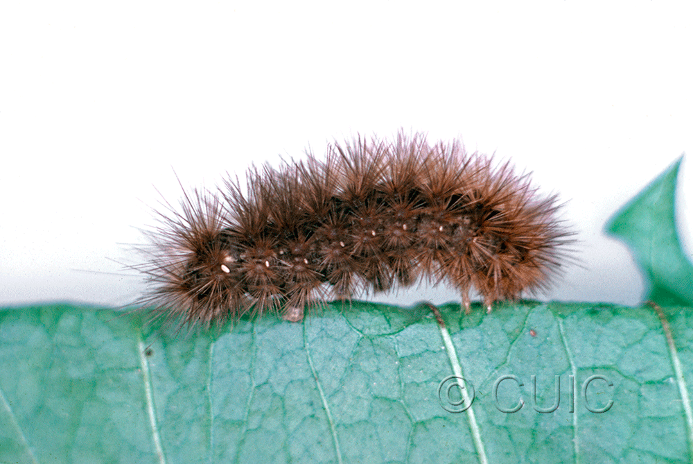 lateral view of larva Phragmatobia fuliginosa on Taraxacum in USA: NY