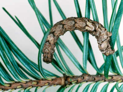 dorsal view of larva Phyllodonta peccataria on Pseudotsuga taxifolia in USA: AZ