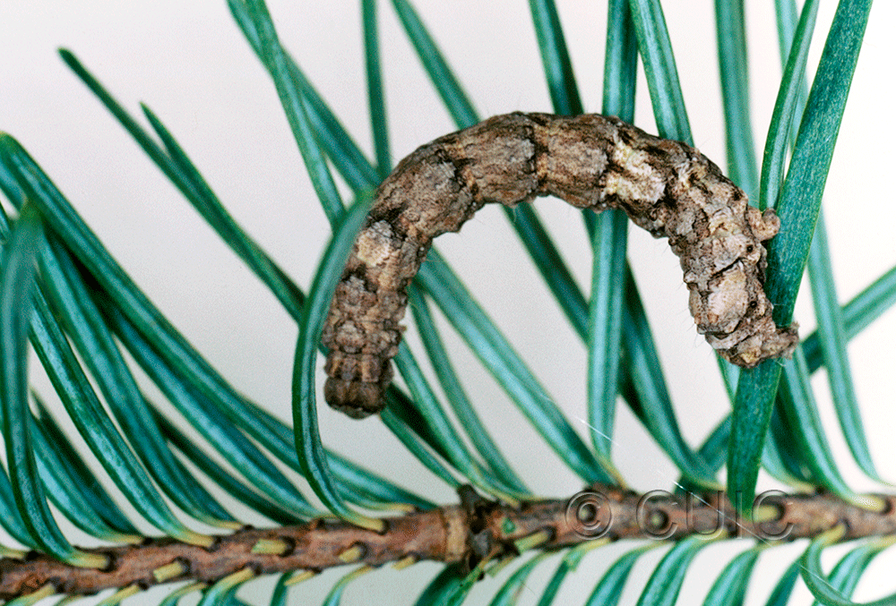 dorsal view of larva Phyllodonta peccataria on Pseudotsuga taxifolia in USA: AZ