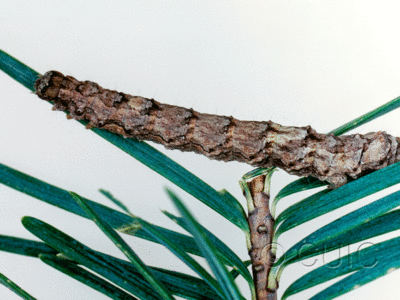 lateral view of larva Phyllodonta peccataria on Pseudotsuga taxifolia in USA: AZ