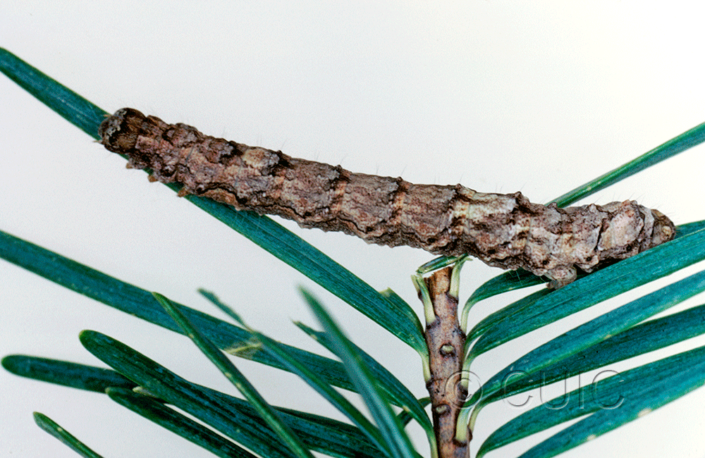 lateral view of larva Phyllodonta peccataria on Pseudotsuga taxifolia in USA: AZ
