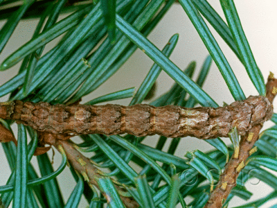 dorsal view of larva Phyllodonta peccataria on Pseudotsuga taxifolia in USA: AZ