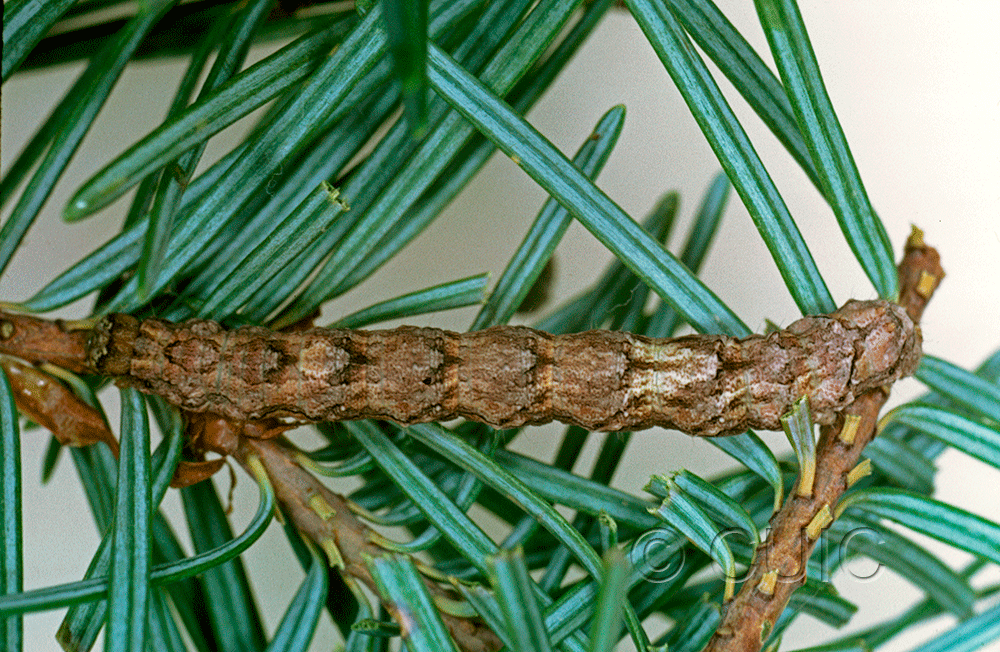 dorsal view of larva Phyllodonta peccataria on Pseudotsuga taxifolia in USA: AZ