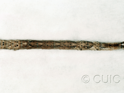 dorsal view of larva Plagodis pulvera