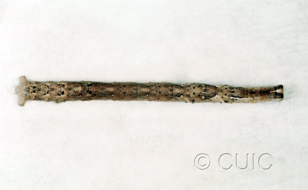 dorsal view of larva Plagodis pulvera