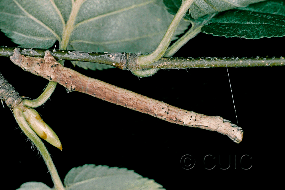 lateral view of larva Plagodis pulvera