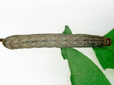 dorsal view of larva Platypolia mactata on Acer negundo in USA: NY