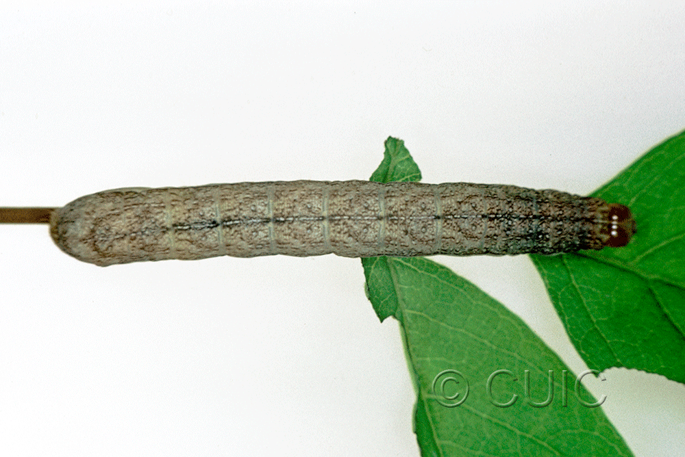 dorsal view of larva Platypolia mactata on Acer negundo in USA: NY