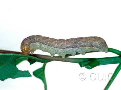lateral view of larva Platypolia mactata on Acer negundo in USA: NY