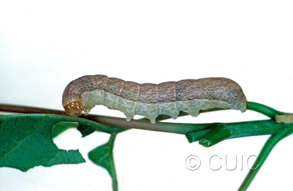 lateral view of larva Platypolia mactata on Acer negundo in USA: NY