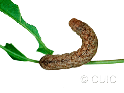 dorsal view of larva Platypolia mactata on Acer negundo in USA: NY