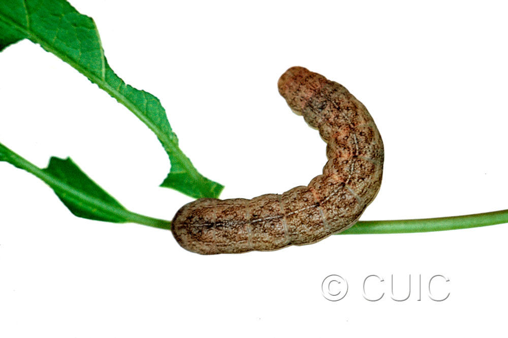 dorsal view of larva Platypolia mactata on Acer negundo in USA: NY