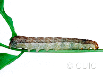 lateral view of larva Platypolia mactata on Acer negundo in USA: NY