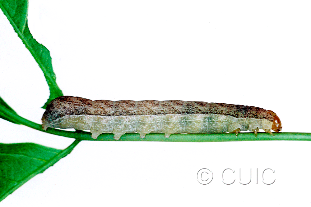 lateral view of larva Platypolia mactata on Acer negundo in USA: NY
