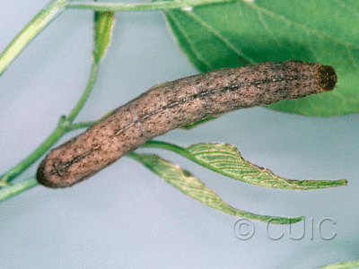 dorsal view of larva Platypolia mactata on Viburnum lentago in USA: NY