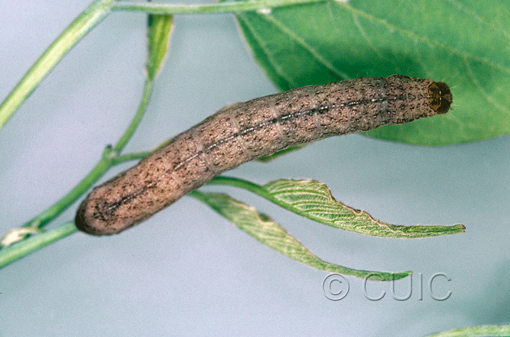 dorsal view of larva Platypolia mactata on Viburnum lentago in USA: NY