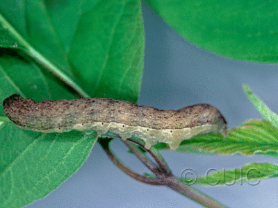lateral view of larva Platypolia mactata on Viburnum lentago in USA: NY