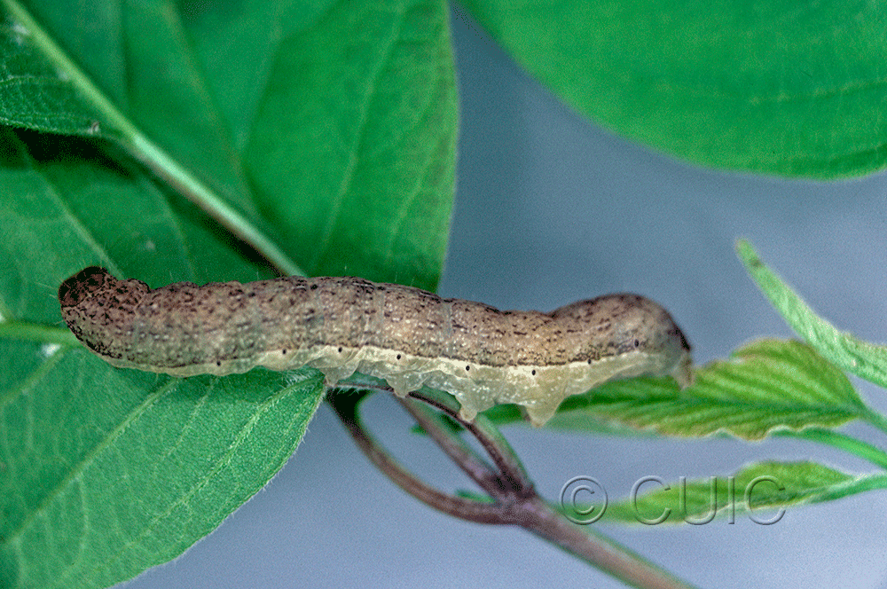 lateral view of larva Platypolia mactata on Viburnum lentago in USA: NY