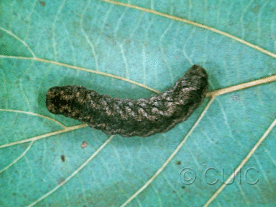dorsal view of larva Polia discalis or nimbosa