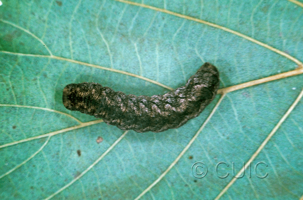 dorsal view of larva Polia discalis or nimbosa