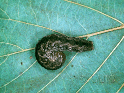 lateral view of larva Polia discalis or nimbosa