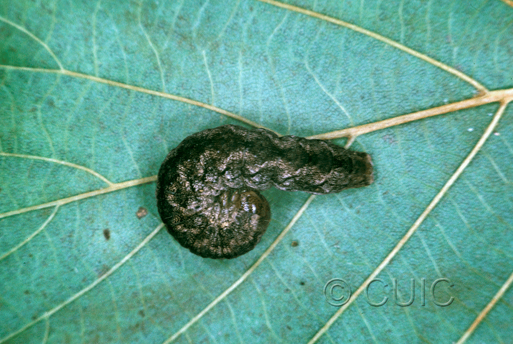 lateral view of larva Polia discalis or nimbosa