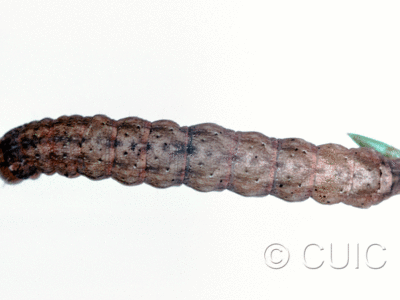 dorsal view of larva Polia imbrifera on Salix in USA: NY