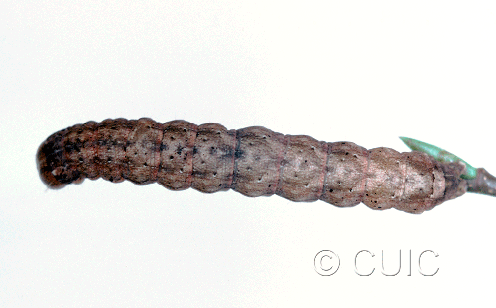 dorsal view of larva Polia imbrifera on Salix in USA: NY