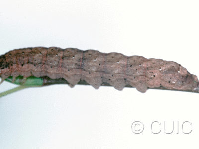 lateral view of larva Polia imbrifera on Salix in USA: NY