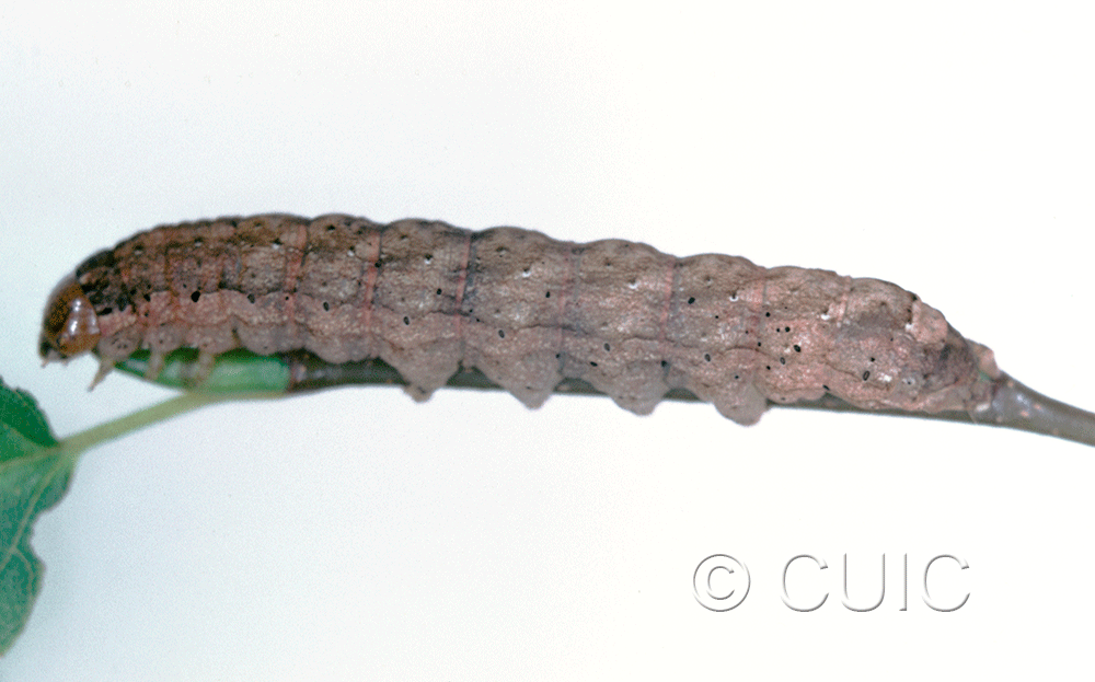 lateral view of larva Polia imbrifera on Salix in USA: NY