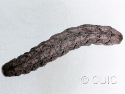 dorsal view of larva Polia imbrifera on Salix in USA: NY