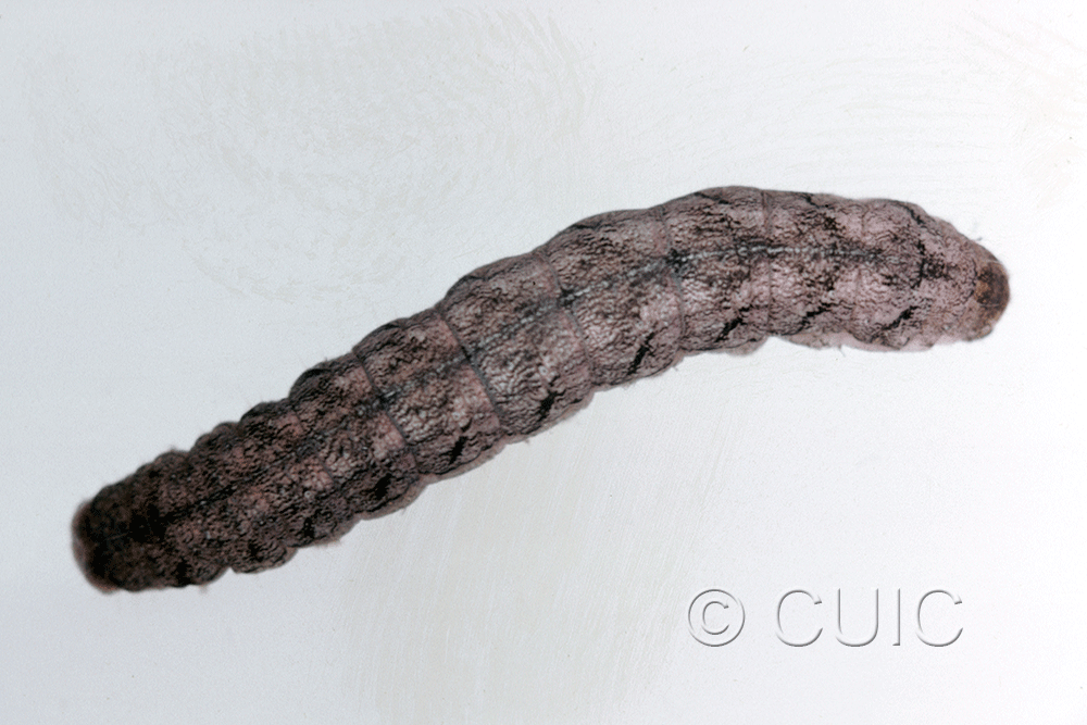 dorsal view of larva Polia imbrifera on Salix in USA: NY