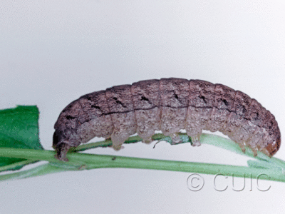 lateral view of larva Polia imbrifera on Salix in USA: NY