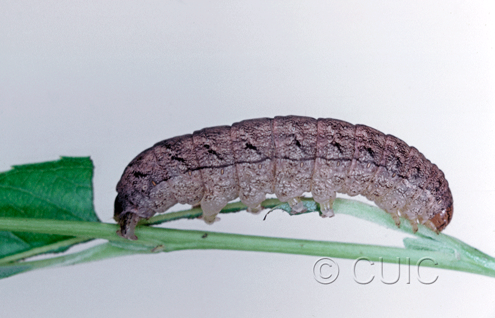 lateral view of larva Polia imbrifera on Salix in USA: NY