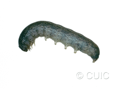 lateral view of larva Polia imbrifera on Alnus in USA: MT