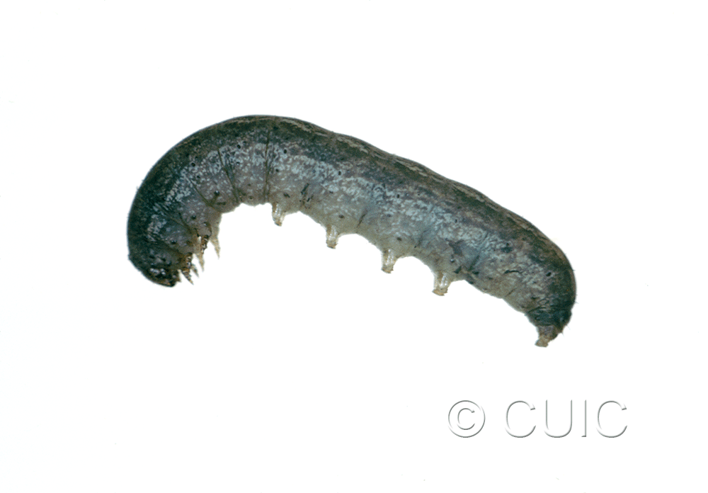 lateral view of larva Polia imbrifera on Alnus in USA: MT