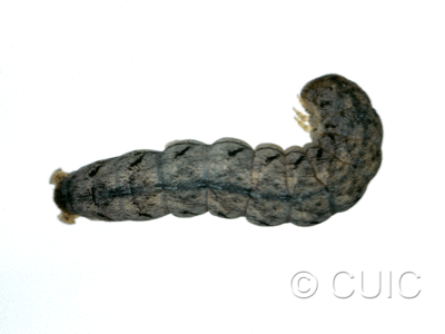 dorsal view of larva Polia or Lacinipolia
