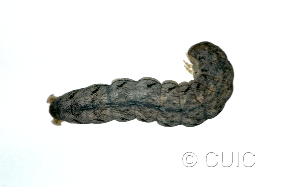 dorsal view of larva Polia or Lacinipolia