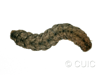 dorsal view of larva Polia or Lacinipolia
